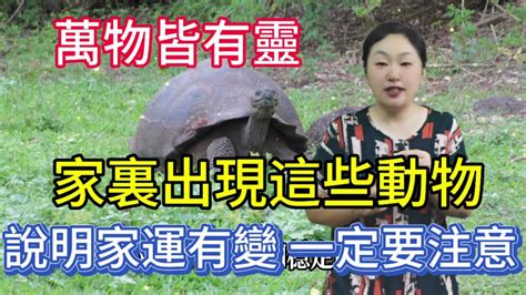 家裡有動物靈